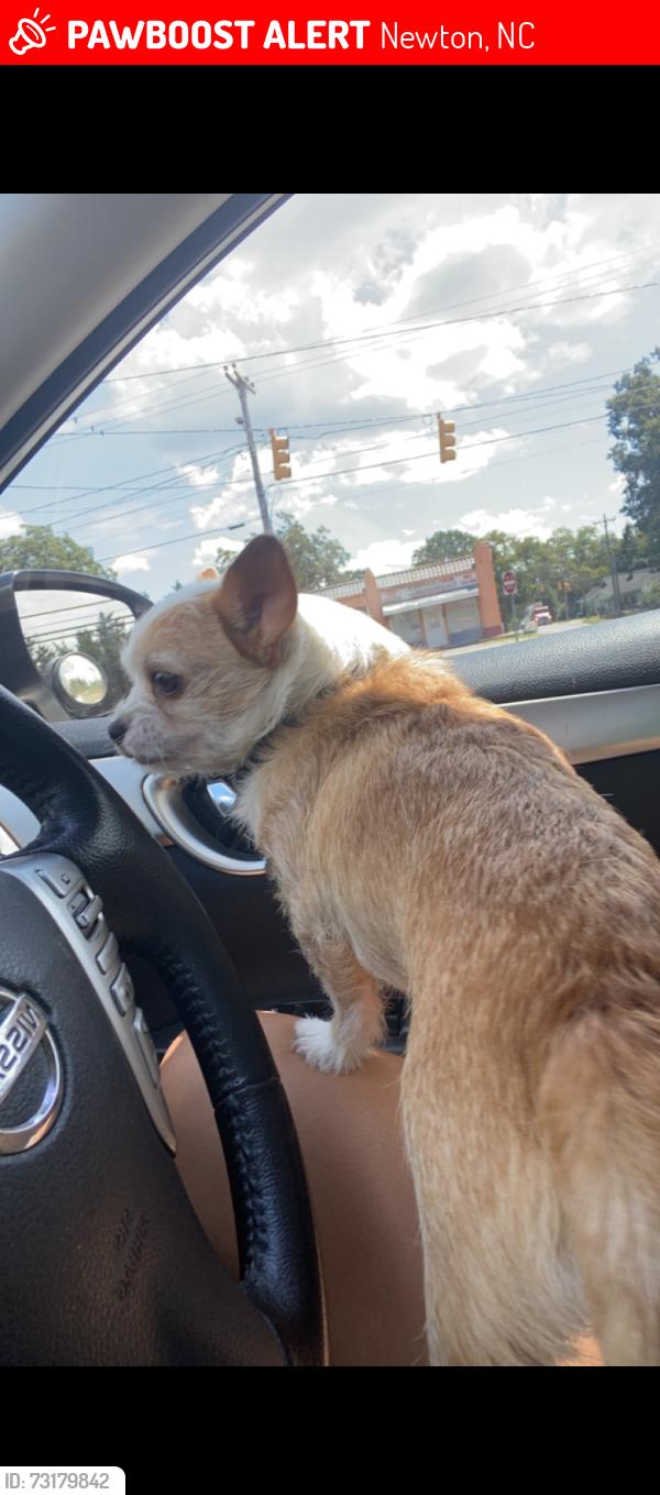 Lost Male Dog last seen Near e 20th st, Newton, NC 28658