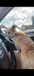 Lost Male Dog last seen Near e 20th st, Newton, NC 28658