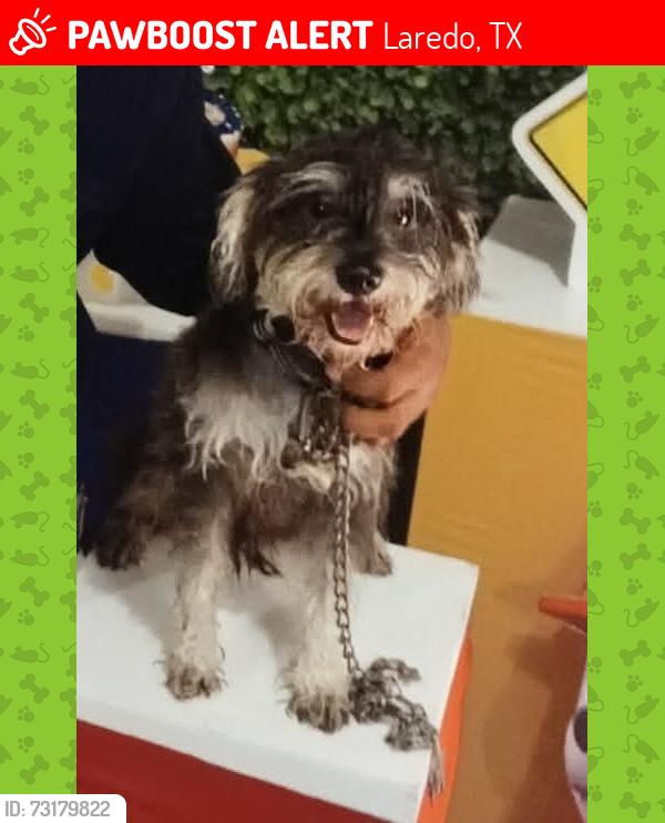Lost Male Dog last seen Diaz St.,Roosevelt st., Chacon Creek areaEast Aurorar Dr and Haynes St...., Laredo, TX 78040