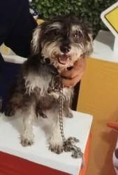 Lost Male Dog last seen Diaz St.,Roosevelt st., Chacon Creek areaEast Aurorar Dr and Haynes St...., Laredo, TX 78040