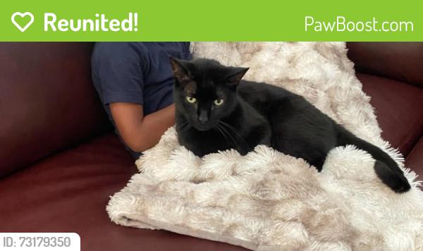 Reunited Male Cat last seen Dixon Road, in between University Drive and Martin Luther King Jr Parkway, Durham, NC 27707