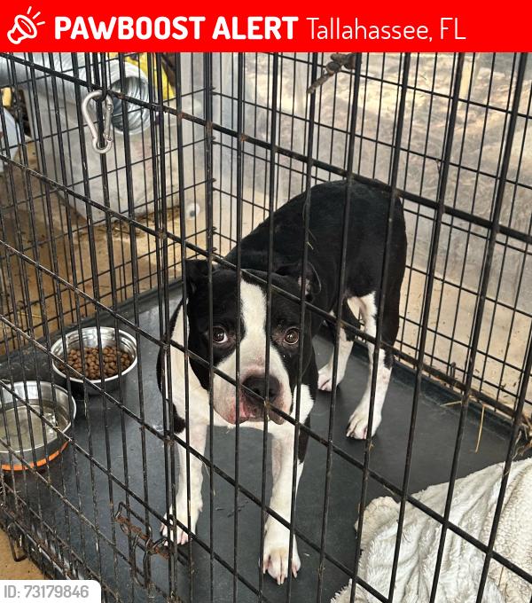 Lost Male Dog last seen Pontiac, Tallahassee, FL 32301