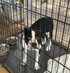 Lost Male Dog last seen Pontiac, Tallahassee, FL 32301