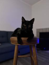 Reunited Male Cat last seen Silber Rd, Arlington, TX 76017, USA, Arlington, TX 76017