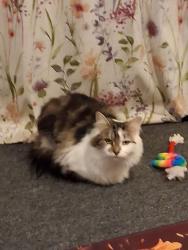 Lost Female Cat last seen Evesham Marina,Kings Road WR 11, Worcestershire, England WR11 3FQ