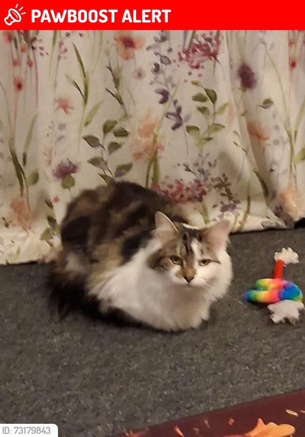 Lost Female Cat last seen Evesham Marina,Kings Road WR 11, Worcestershire, England WR11 3FQ