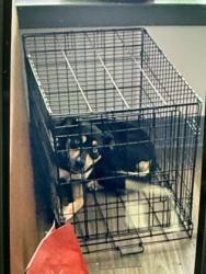 Shelter Stray Female Dog last seen 1040-531 NORTHSIDE DR NW, Atlanta, GA, 1251 Fulton Industrial Blvd NW, Atlanta, GA 30336, USA
