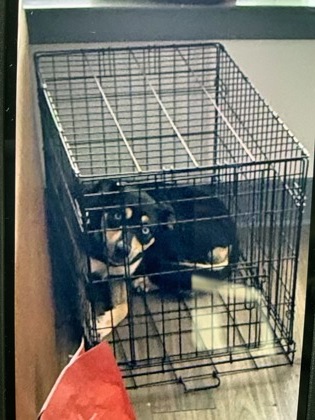 Shelter Stray Female Dog last seen 1040-531 NORTHSIDE DR NW, Atlanta, GA, 1251 Fulton Industrial Blvd NW, Atlanta, GA 30336, USA