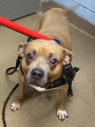 Shelter Stray Male Dog last seen Chamblee Dunwoody Rd, 30341, GA, 3280 Chamblee Dunwoody Rd, Chamblee, GA 30341, USA