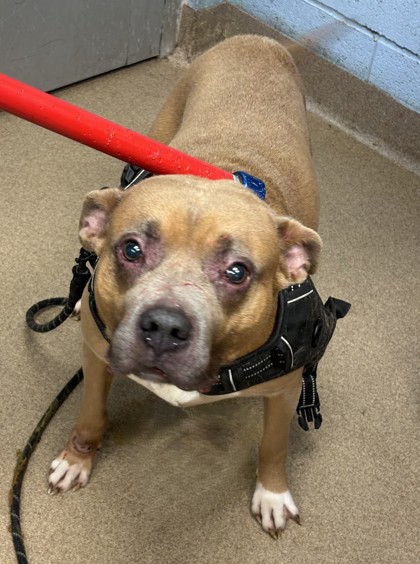 Shelter Stray Male Dog last seen Chamblee Dunwoody Rd, 30341, GA, 3280 Chamblee Dunwoody Rd, Chamblee, GA 30341, USA