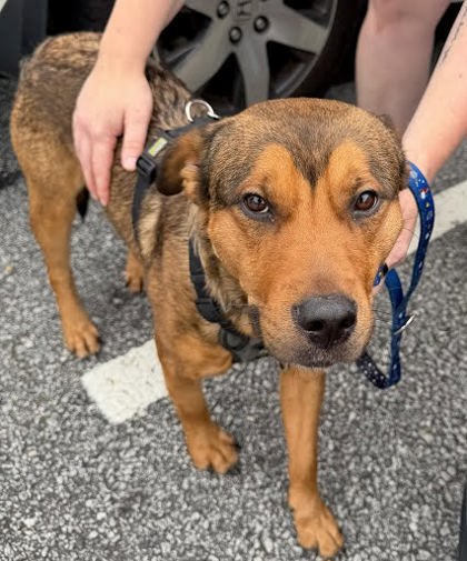 Shelter Stray Male Dog last seen Near Glenwood Road Decatur, ga 30032, 30032, GA, 3280 Chamblee Dunwoody Rd, Chamblee, GA 30341, USA