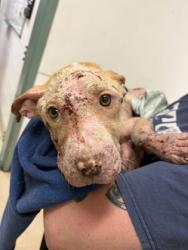 Shelter Stray Female Dog last seen 63rd and Market Street, Oakland, CA, 1101 29th Ave, Oakland, CA 94601, USA