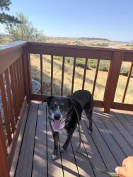 Reunited Male Dog last seen Sandy Hollow Trail and Big Meadow Trail in Franktown, CO 80116, Franktown, CO 80116