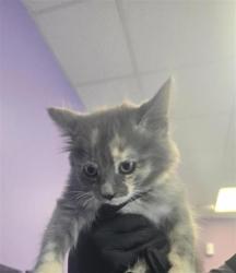 Shelter Stray Female Cat last seen Near Laura, CITY of El Paso, TX, 5001 Fred Wilson Ave, El Paso, TX 79906, USA