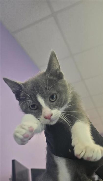 Shelter Stray Male Cat last seen Near Laura, CITY of El Paso, TX, 5001 Fred Wilson Ave, El Paso, TX 79906, USA