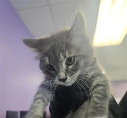 Shelter Stray Male Cat last seen Near Laura, CITY of El Paso, TX, 5001 Fred Wilson Ave, El Paso, TX 79906, USA