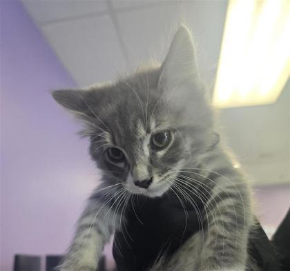 Shelter Stray Male Cat last seen Near Laura, CITY of El Paso, TX, 5001 Fred Wilson Ave, El Paso, TX 79906, USA
