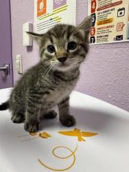 Shelter Stray Male Cat last seen Near FRANCISCO PAZ, EL PASO, TX, 79938, CITY of El Paso, TX, 5001 Fred Wilson Ave, El Paso, TX 79906, USA