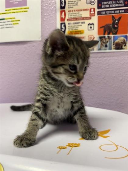 Shelter Stray Male Cat last seen Near FRANCISCO PAZ, EL PASO, TX, 79938, CITY of El Paso, TX, 5001 Fred Wilson Ave, El Paso, TX 79906, USA