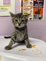Shelter Stray Male Cat last seen Near FRANCISCO PAZ, EL PASO, TX, 79938, CITY of El Paso, TX, 5001 Fred Wilson Ave, El Paso, TX 79906, USA