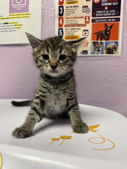 Shelter Stray Male Cat last seen Near FRANCISCO PAZ, EL PASO, TX, 79938, CITY of El Paso, TX, 5001 Fred Wilson Ave, El Paso, TX 79906, USA