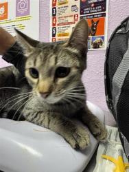 Shelter Stray Female Cat last seen Near FRANCISCO PAZ, EL PASO, TX, 79938, CITY of El Paso, TX, 5001 Fred Wilson Ave, El Paso, TX 79906, USA