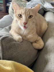 Reunited Male Cat last seen Near Pine Crest Ct, Gibsonia, PA 15044, USA, Gibsonia, PA 15044