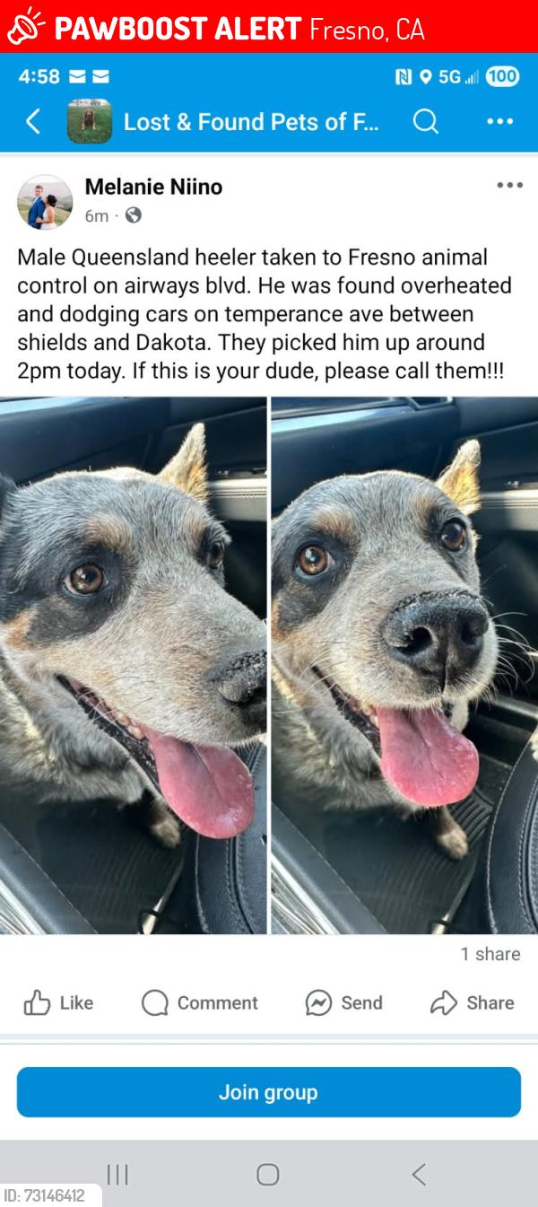 Lost Male Dog last seen Armstrong and Dakota, Fresno, CA 93727