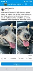 Lost Male Dog last seen Armstrong and Dakota, Fresno, CA 93727