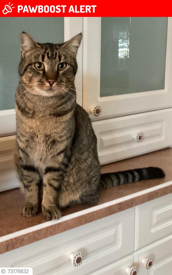 Lost Male Cat last seen Dillon Park, Spruce Grove, AB T7X 3J6