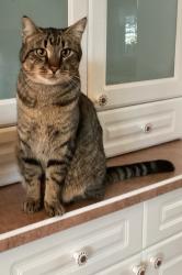 Lost Male Cat last seen Dillon Park, Spruce Grove, AB T7X 3J6