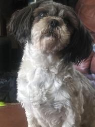Lost Female Dog last seen Giddings, Visalia, CA 93277
