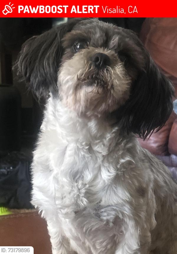 Lost Female Dog last seen Giddings, Visalia, CA 93277