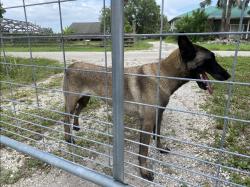 Found/Stray Female Dog last seen Dirt road, Alva, FL 33920