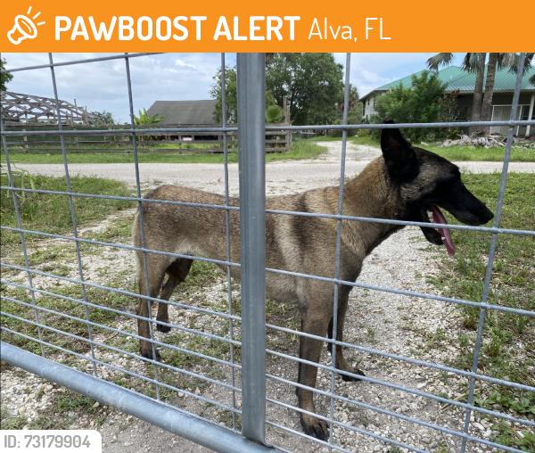 Found/Stray Female Dog last seen Dirt road, Alva, FL 33920