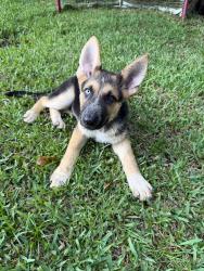 Lost Male Dog last seen Green loop rd, Leland, NC 28451