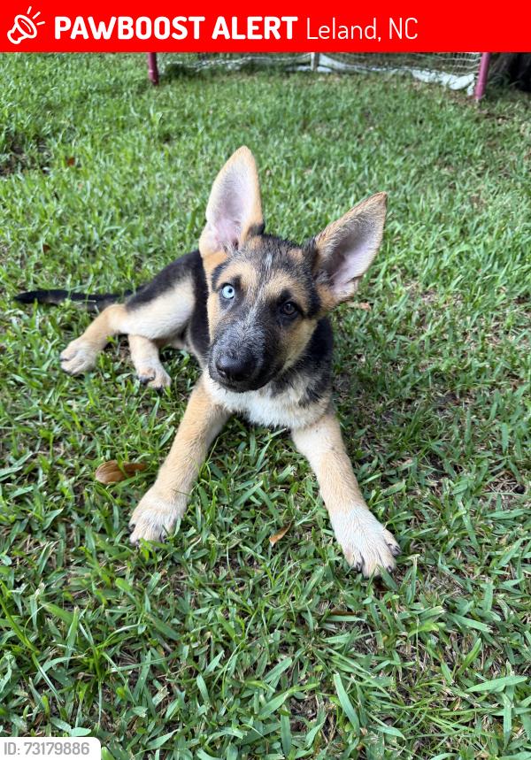Lost Male Dog last seen Green loop rd, Leland, NC 28451