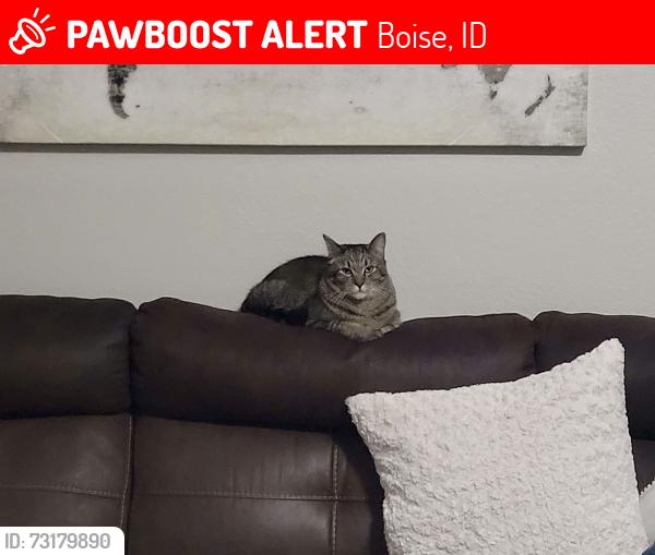 Lost Male Cat last seen N Gary Ln, Boise, ID 83714