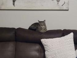 Lost Male Cat last seen N Gary Ln, Boise, ID 83714