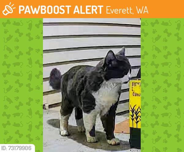 Found/Stray Unknown Cat last seen 32nd and Oakes, Everett, WA 98201