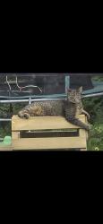 Reunited Male Cat last seen Worral news, wadsley church, South Yorkshire, England S6 4AD