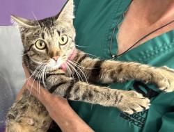 Shelter Stray Female Cat last seen Near S 2500 E, SALT LAKE CITY, UT, 84108, 511 W 3900 S, Salt Lake City, UT 84123, USA
