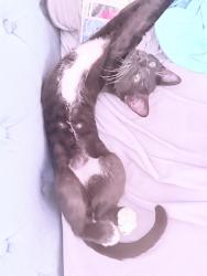 Lost Male Cat last seen Wrightstown and Pantano, Tucson, AZ 85715