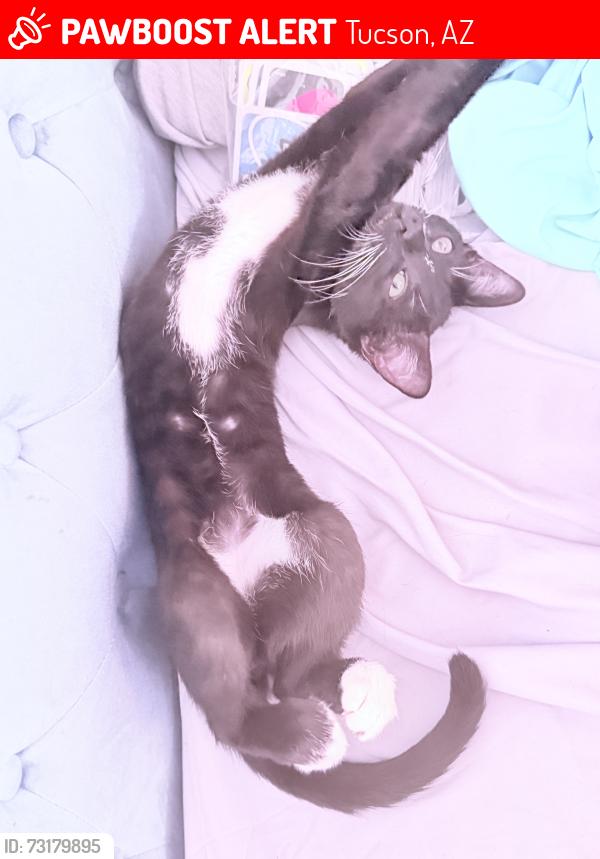 Lost Male Cat last seen Wrightstown and Pantano, Tucson, AZ 85715