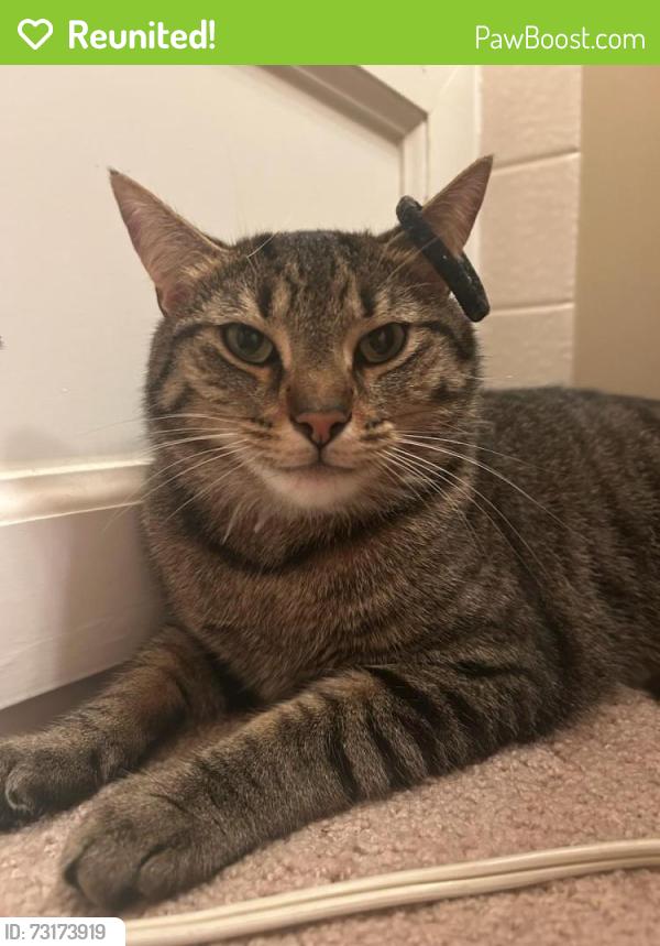 Reunited Male Cat last seen Weathered edge dr, Fishers, IN 46037