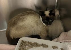 Shelter Stray Female Cat last seen NE 122nd Ave, PORTLAND, OR, 97220, 1700 W Historic Columbia River Hwy, Troutdale, OR 97060, USA