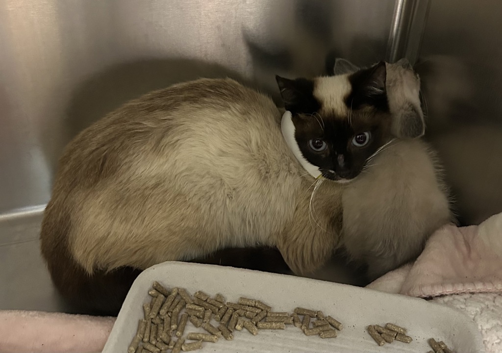 Shelter Stray Female Cat last seen NE 122nd Ave, PORTLAND, OR, 97220, 1700 W Historic Columbia River Hwy, Troutdale, OR 97060, USA