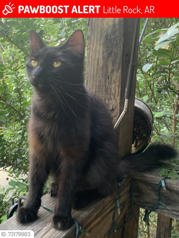 Lost Male Cat last seen Whispering Pine Rd, Little Rock, AR 72210