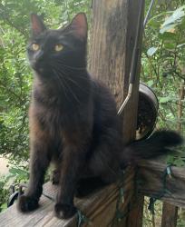 Lost Male Cat last seen Whispering Pine Rd, Little Rock, AR 72210