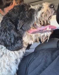 Reunited Male Dog last seen Near Avenue L on 35th st w, Lancaster, CA 93536